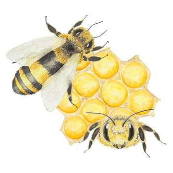 Watercolor illustration of bee and honey. Hand drawn and isolated on white background. Great for printing on fabric, postcards, invitations, menus, cosmetics, cooking books and more.