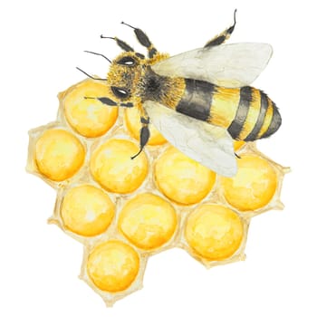 Watercolor illustration of bee and honey. Hand drawn and isolated on white background. Great for printing on fabric, postcards, invitations, menus, cosmetics, cooking books and more.