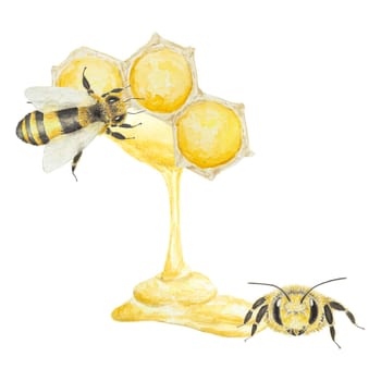 Watercolor illustration of bee and honey. Hand drawn and isolated on white background. Great for printing on fabric, postcards, invitations, menus, cosmetics, cooking books and others