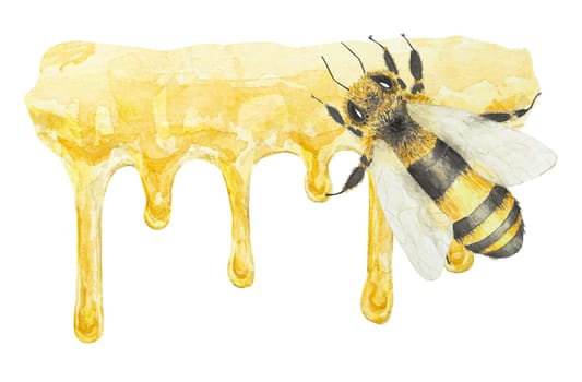 Watercolor illustration of honey and bee. Hand drawn and isolated on white background. Great for printing on fabric, postcards, invitations, menus, cosmetics, cooking books and others.