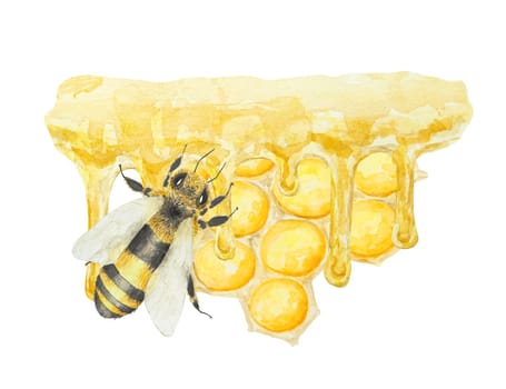 Watercolor illustration of honey and bee. Hand drawn and isolated on white background. Great for printing on fabric, postcards, invitations, menus, cosmetics, cooking books and others.