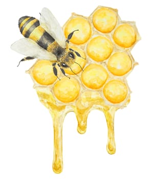 Watercolor illustration of honey and bee. Hand drawn and isolated on white background. Great for printing on fabric, postcards, invitations, menus, cosmetics, cooking books and others.