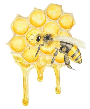 Watercolor illustration of honey and bee. Hand drawn and isolated on white background. Great for printing on fabric, postcards, invitations, menus, cosmetics, cooking books and others.