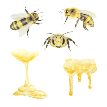 Watercolor illustration of bee and honey. Hand drawn and isolated on white background. Great for printing on fabric, postcards, invitations, menus, cosmetics, cooking books and more.