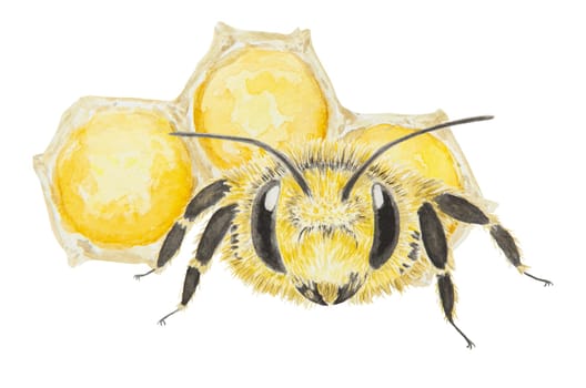 Watercolor illustration of honey and bee. Hand drawn and isolated on white background. Great for printing on fabric, postcards, invitations, menus, cosmetics, cooking books and others.