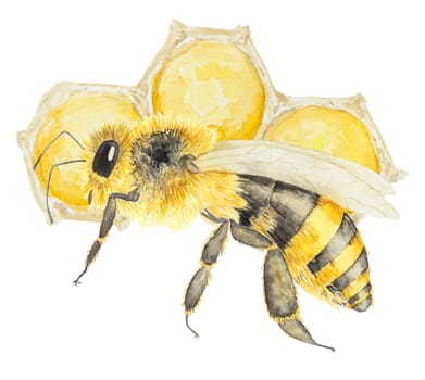 Watercolor illustration of honey and bee. Hand drawn and isolated on white background. Great for printing on fabric, postcards, invitations, menus, cosmetics, cooking books and others.