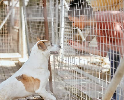 Adoption, animal care and black woman with dog looking through fence, gate and cage at dog shelter. Pets, love and female excited to choose, foster and support family pet at animal shelter or kennel.