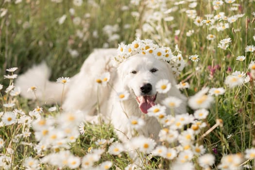 Daisies white dog Maremma Sheepdog in a wreath of daisies sits on a green lawn with wild flowers daisies, walks a pet. Cute photo with a dog in a wreath of daisies