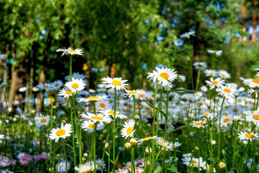 an aromatic European plant of the daisy family, with white and yellow flowers.