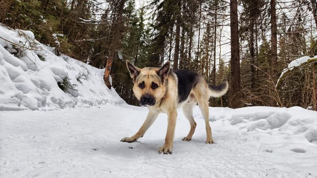 Dog German Shepherd in winter day and white snow arround. Waiting eastern European dog veo in cold weather