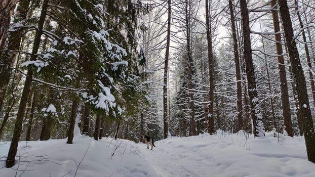 Snow covered trees in the winter forest with road in a cold day. White and black landscape