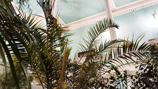 beautiful hall with plants under the sunlight. Winter garden with greenery and home flowers in a room with stairs, columns and glass dome