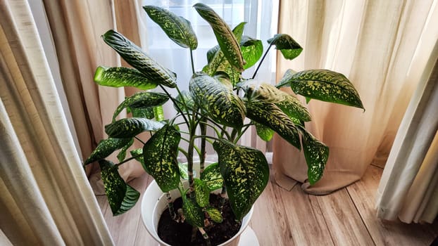 Dieffenbachia plant in a pot on a stool by the window. Retro interior in light colors. Background with plant with green leaves and fabric