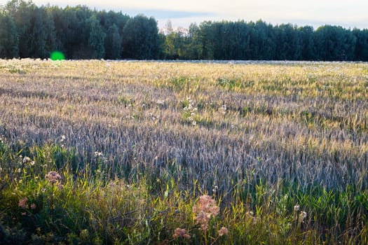 Nature Landscape with yellow field or meadow with flowers, forest on horizon in a sunny day in summer or autumn
