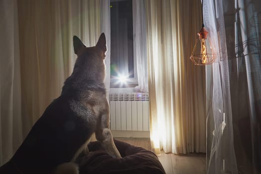 Dog German Shepherd inside of room with curtains and window on the background in evening or night time. Russian eastern European dog veo indoors alone waiting host