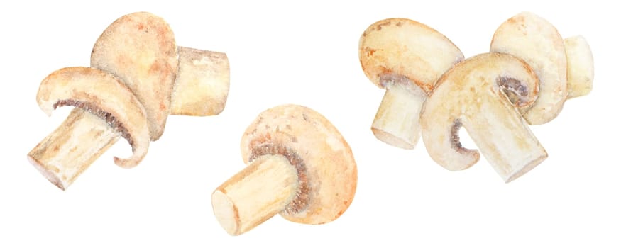 Watercolor illustration of champignons. Hand drawn in watercolor and isolated on a white background. Great for printing on fabric, postcards, invitations, menus and more.