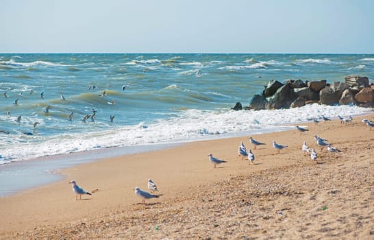 sea, wave, seagulls on the sea coast, a beach