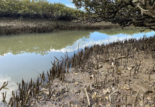 Green young Mangrove trees and pnematophores - roots growing from the bottom up for gas exchange. Planting mangroves in coastal sea lane, New Zealand.