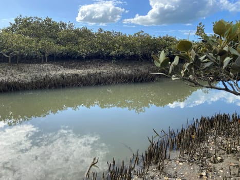 Green young Mangrove trees and pnematophores - roots growing from the bottom up for gas exchange. Planting mangroves in coastal sea lane, New Zealand.