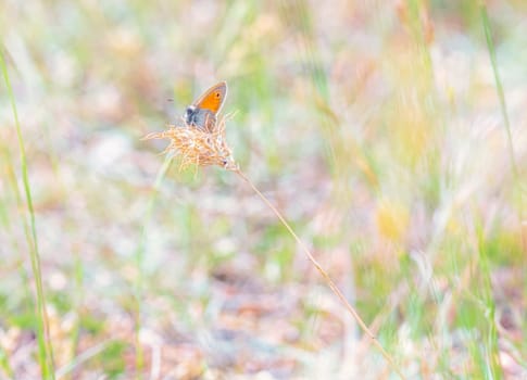 Small heath butterfly, coenonympha pamphilus, in a field