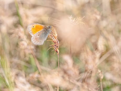 Small heath butterfly, coenonympha pamphilus, in a field