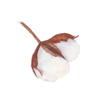 Cotton boll illustration isolated on white background. Hand-drawn watercolor drawing. Suitable for use in the design of textiles, labels, cards, invitations