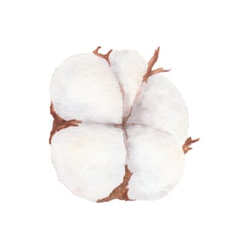 Cotton boll illustration isolated on white background. Hand-drawn watercolor drawing. Suitable for use in the design of textiles, labels, cards, invitations