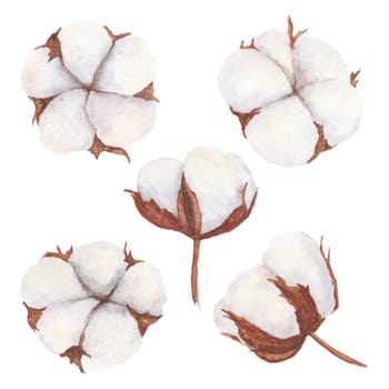 Cotton bolls illustration isolated on white background. Hand-drawn watercolor drawing. Suitable for use in the design of textiles, labels, cards, invitations
