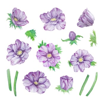 Watercolor hand drawn purple anemones with green leaves and stems isolated on white background. Great for greeting cards, wedding invitations, menu, labels, textile and others.