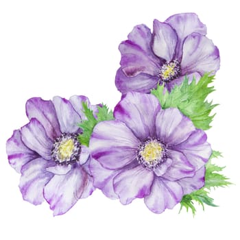 Watercolor hand drawn purple anemones with green leaves isolated on white background. Great for greeting cards, wedding invitations, menu, labels, textile and others.