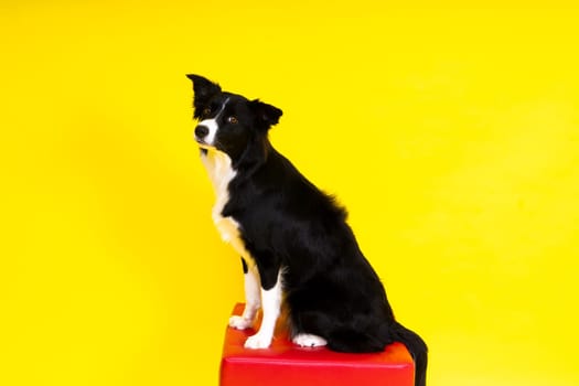 Young Black and white Border collie sitting and looking at a camera