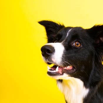 Young Black and white Border collie sitting and looking at a camera