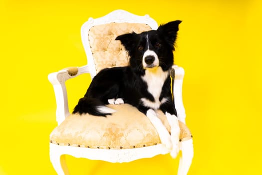 Young Black and white Border collie sitting and looking at a camera