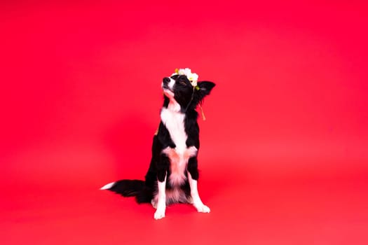 Young Black and white Border collie sitting and looking at a camera