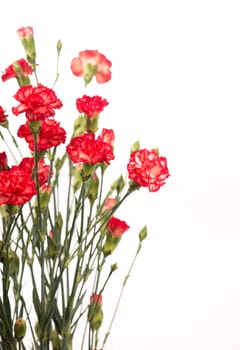 Red carnation flowers isolated on white background