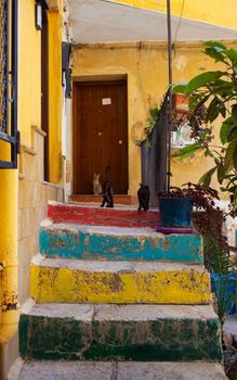 Young cats on the colorful staircase in Sicily