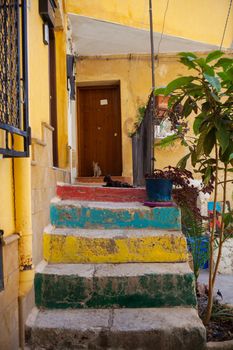 Young cats on the colorful staircase in Sicily
