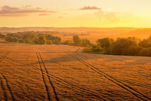 Top view of a sunset or sunrise in an agricultural field with ears of young golden rye on a sunny day. Rural landscape.