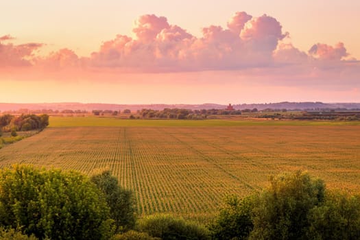 Top view to the rows of young corn in an agricultural field at twilight. Rural landscape.