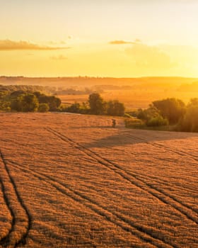 Top view of a sunset or sunrise in an agricultural field with ears of young golden rye on a sunny day. Rural landscape.