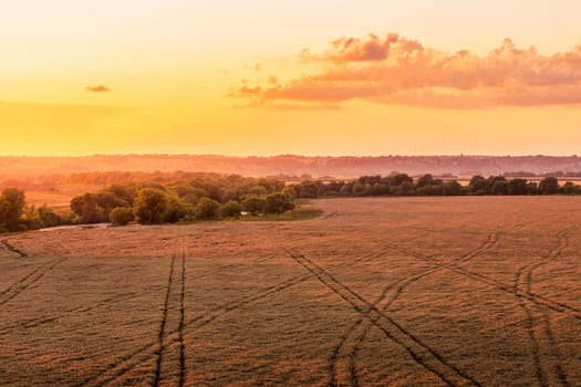 Top view of a sunset or sunrise in an agricultural field with ears of young golden rye on a sunny day. Rural landscape.