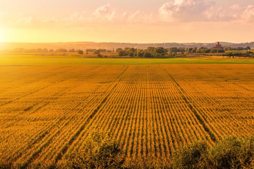 Top view to the rows of young corn in an agricultural field at sunset or sunrise. Rural landscape.