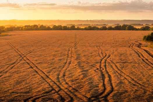 Top view of a sunset or sunrise in an agricultural field with ears of young golden rye on a sunny day. Rural landscape.