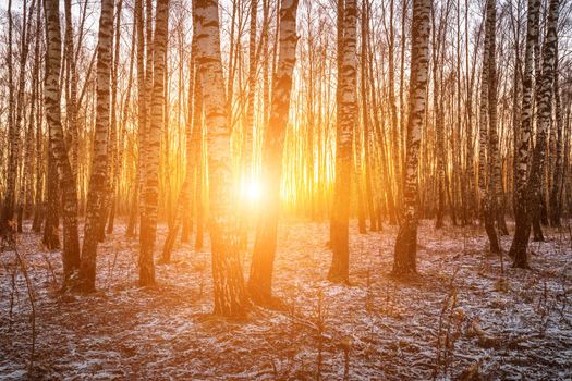 Sunset or sunrise in a birch grove with a first winter snow on earth. Rows of birch trunks with the sun's rays passing through them.