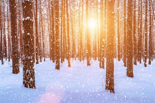 Sunset or sunrise in the winter pine forest with falling snow. Rows of pine trunks with the sun's rays passing through them. Snowfall.