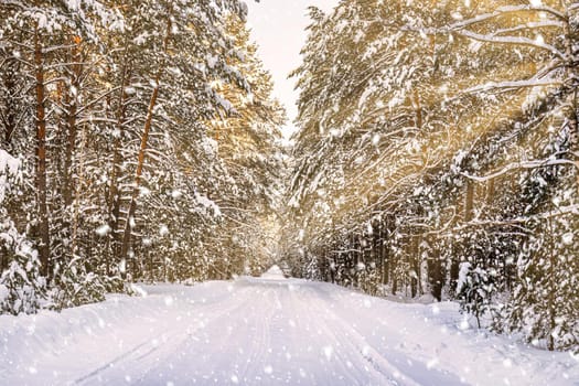 Automobile road through a pine winter forest covered with snow on a clear sunny day. Pines along the edges of the road. Snowfall.