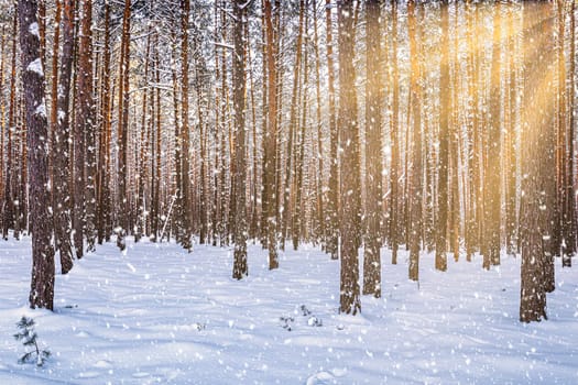 Sunset or sunrise in the winter pine forest with falling snow. Rows of pine trunks with the sun's rays passing through them. Snowfall.