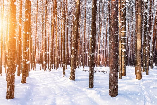 Sunset or sunrise in the winter pine forest with falling snow. Rows of pine trunks with the sun's rays passing through them. Snowfall.