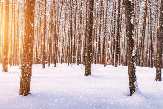 Sunset or sunrise in the winter pine forest with falling snow. Rows of pine trunks with the sun's rays passing through them. Snowfall.