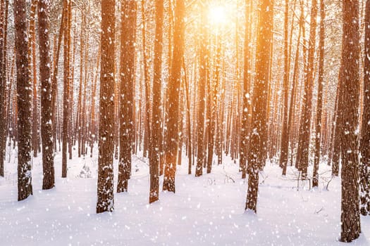 Sunset or sunrise in the winter pine forest with falling snow. Rows of pine trunks with the sun's rays passing through them. Snowfall.